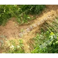 供應(yīng)白皮松 油松 核桃苗 國(guó)槐 鈣果苗等綠化經(jīng)濟(jì)苗木