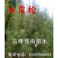 雪松 白皮松 油松 冬青