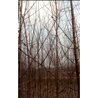 2-3公分三角楓出售