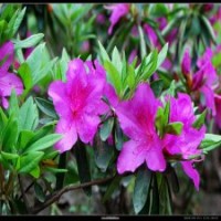 60公分毛鵑的價格，現(xiàn)貨直銷