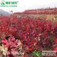 江西綠農(nóng)歐洲紅櫟小苗基地 歐洲紅櫟育苗技術(shù)詳細介紹 優(yōu)質(zhì)彩葉樹
