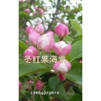 冬紅顧海棠不但果好吃花還漂亮就想美女一樣白里透紅