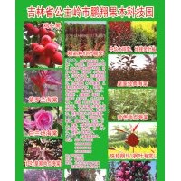 新品北美海棠,金葉榆,俄羅斯紅火