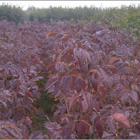 供應(yīng)美國大紅葉白蠟品種齊全