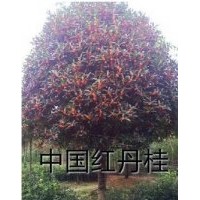 供應(yīng)各種綠化苗木紅繼木、海洞苗等,各種芥木如桂花、天竺桂、銀