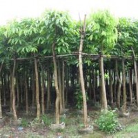 供應(yīng)大葉紫薇