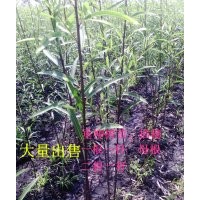 垂柳插穗一二三年垂柳綠化苗黑龍江18745517183李紅
