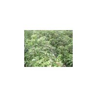 香樟小苗供應(yīng)//香樟小苗批發(fā)商