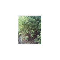 批發(fā)2年生香樟小苗、高1.5米到2米、香樟價(jià)格