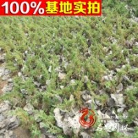 大量供應 地柏 鋪地柏又名爬地柏