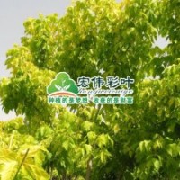 金葉復(fù)葉槭