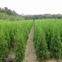 供應(yīng)大量雪松苗子