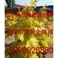 普林斯頓黃金楓