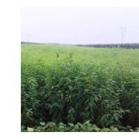 山桃稠李苗，山桃稠李小苗，山桃稠李樹苗，山桃稠李苗基地，價(jià)格