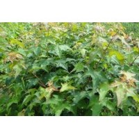 五角楓樹苗，五角楓苗，五角楓苗價(jià)格，五角楓苗基地