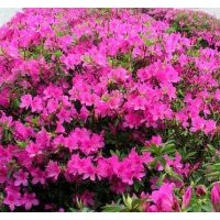 供應福建毛杜鵑 福建杜鵑 莆田杜鵑 泉州杜鵑基地 福州杜鵑工程苗