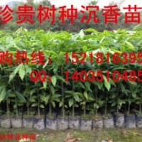 供應(yīng)沉香大杯苗