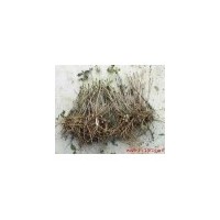 油用牡丹苗 藥用牡丹苗白勺苗最新價(jià)格