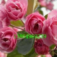 供山東白蘭地海棠，白蘭地海棠接穗，白蘭地海棠接穗哪里有