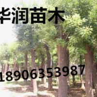 甘肅6公分國(guó)槐價(jià)格，6公分國(guó)槐供應(yīng)商華潤(rùn)苗木基地