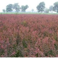 紅葉小檗,金葉女貞，繡線菊，大葉黃楊苗木