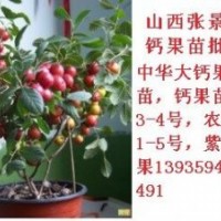 鈣果苗物流快遞發(fā)貨