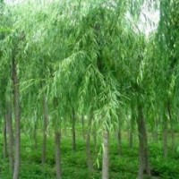 垂柳10公分垂柳價格/8公分垂柳價