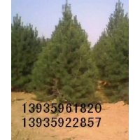 供應(yīng)黑李子苗 白皮松 油松