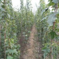 山東諸城供應(yīng)二年生三角楓