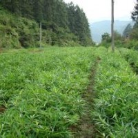 １３８８８７７７０１３一昆明2015年11月19日-毛竹苗-楠竹苗最新