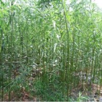 供美國(guó)竹柳