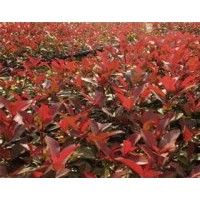 低價直銷紅葉石楠苗