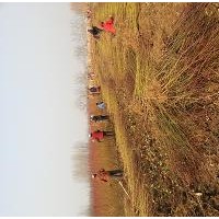 山東泰安桃樹原生苗 嫁接苗種植基地