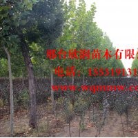 欣潤(rùn)苗木大量供應(yīng)紫葉矮櫻 2公分