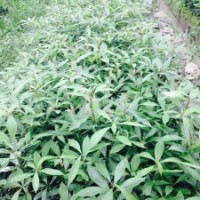 供應(yīng)楨楠小苗