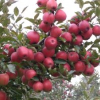 矮化美國八號蘋果苗，矮化秦冠蘋果苗，矮化神富一號蘋果苗，