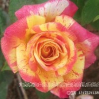 大量批發(fā)供應(yīng)斑點(diǎn)條紋月季阿比莎林卡