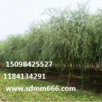 常年大量供應(yīng)1-40公分毛白楊，107速生楊，國槐，刺槐，龍爪槐