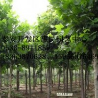 山東泰安梧桐批發(fā)價格
