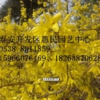 山東泰安連翹苗批發(fā)價(jià)格