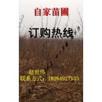 山東臨沂大量供應(yīng)一年皂角兩年皂角 量大從優(yōu)