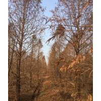 17公分中山杉 17公分中山杉 17公分中山杉