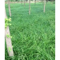 真誠與您合作－北京大興苗圃常年低價銷售嶗峪苔草、丹麥草等苗木