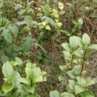 廣西出售茶花苗