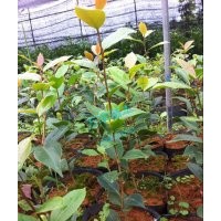 供應(yīng)六角紅茶花