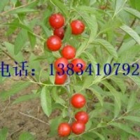 鈣果苗 山西鈣果苗 鈣果苗價格 絳縣鈣果苗