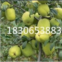 光皮木瓜特賣、16公分光皮木瓜供應(yīng)