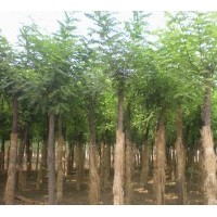 供應(yīng)黃櫨，連翹，刺玫價(jià)格