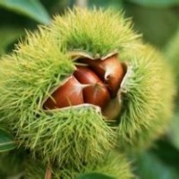 臨沂板栗苗供應(yīng)，板栗苗價格，板栗苗批發(fā)，苗好價優(yōu)