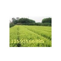 紫穗槐小苗、紫穗槐價(jià)格